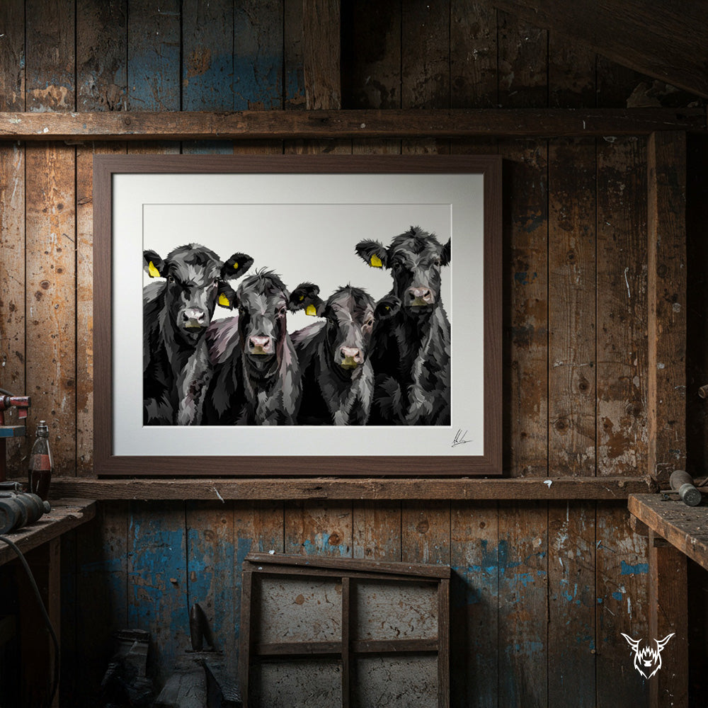 Aberdeen Angus Cattle