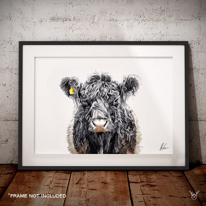 Belted Galloway Cow
