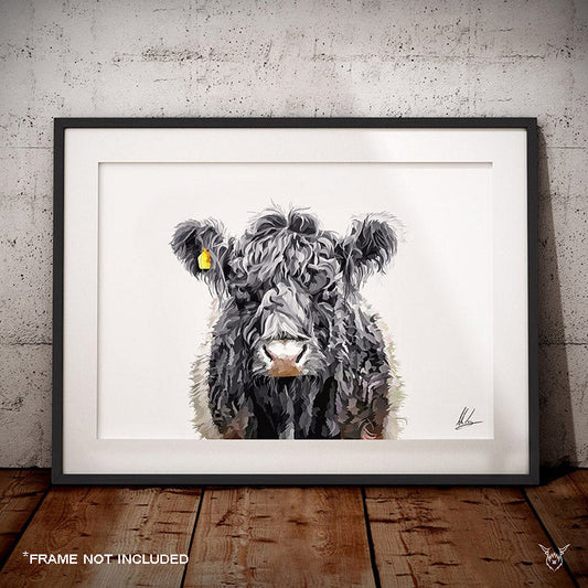 Belted Galloway Cow