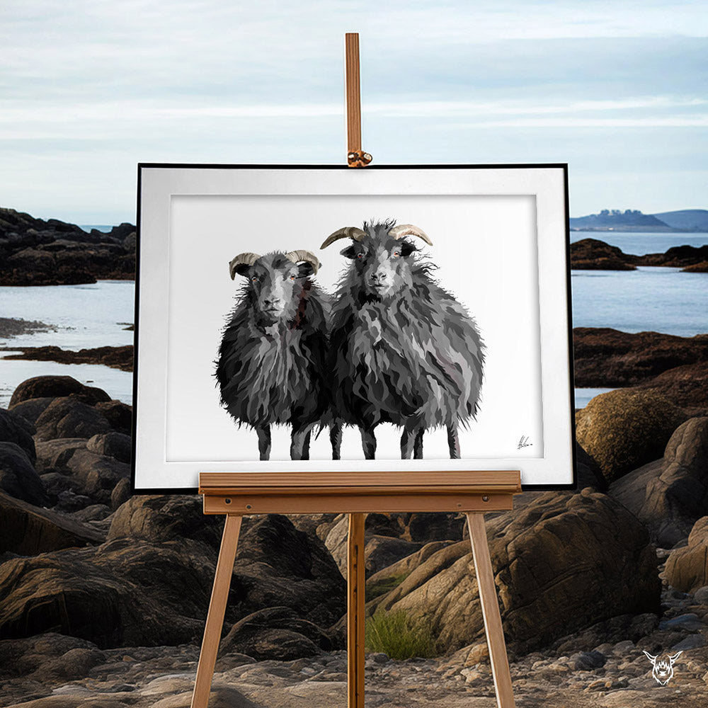 Hebridean Sheep