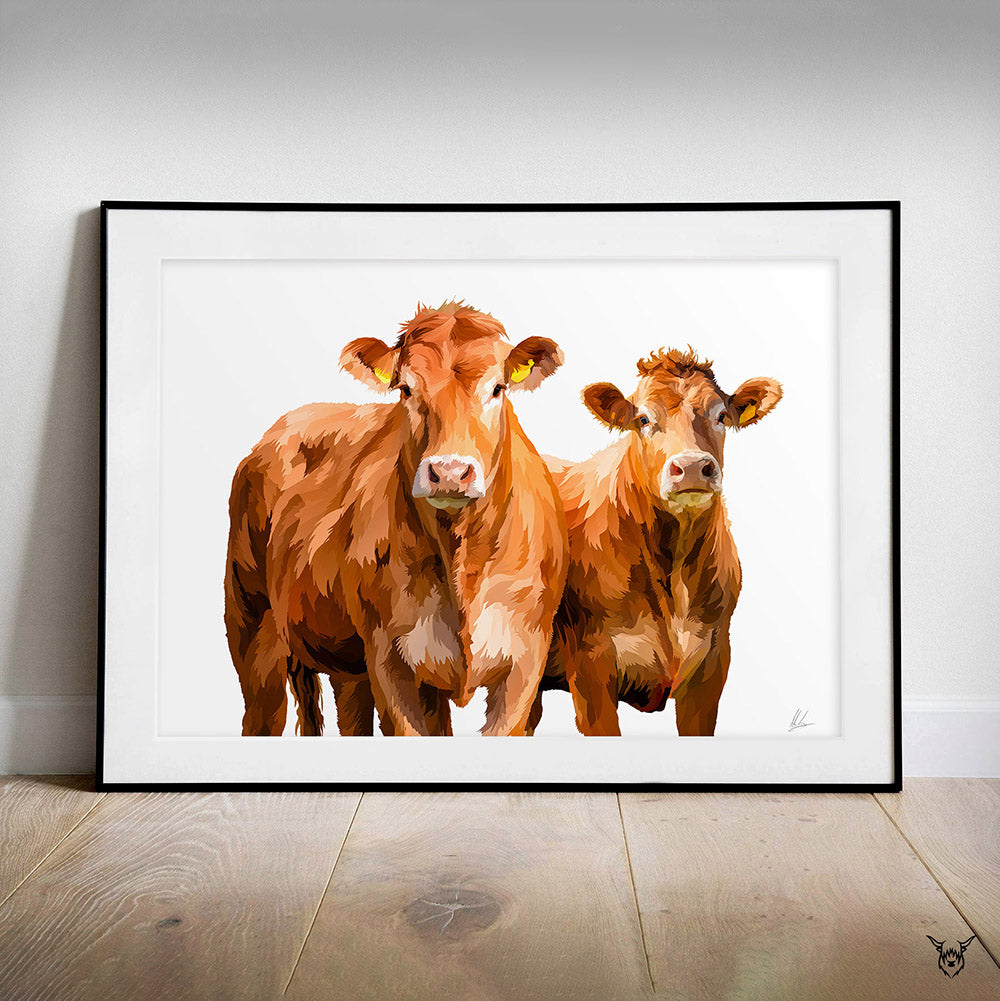 Limousin Cattle