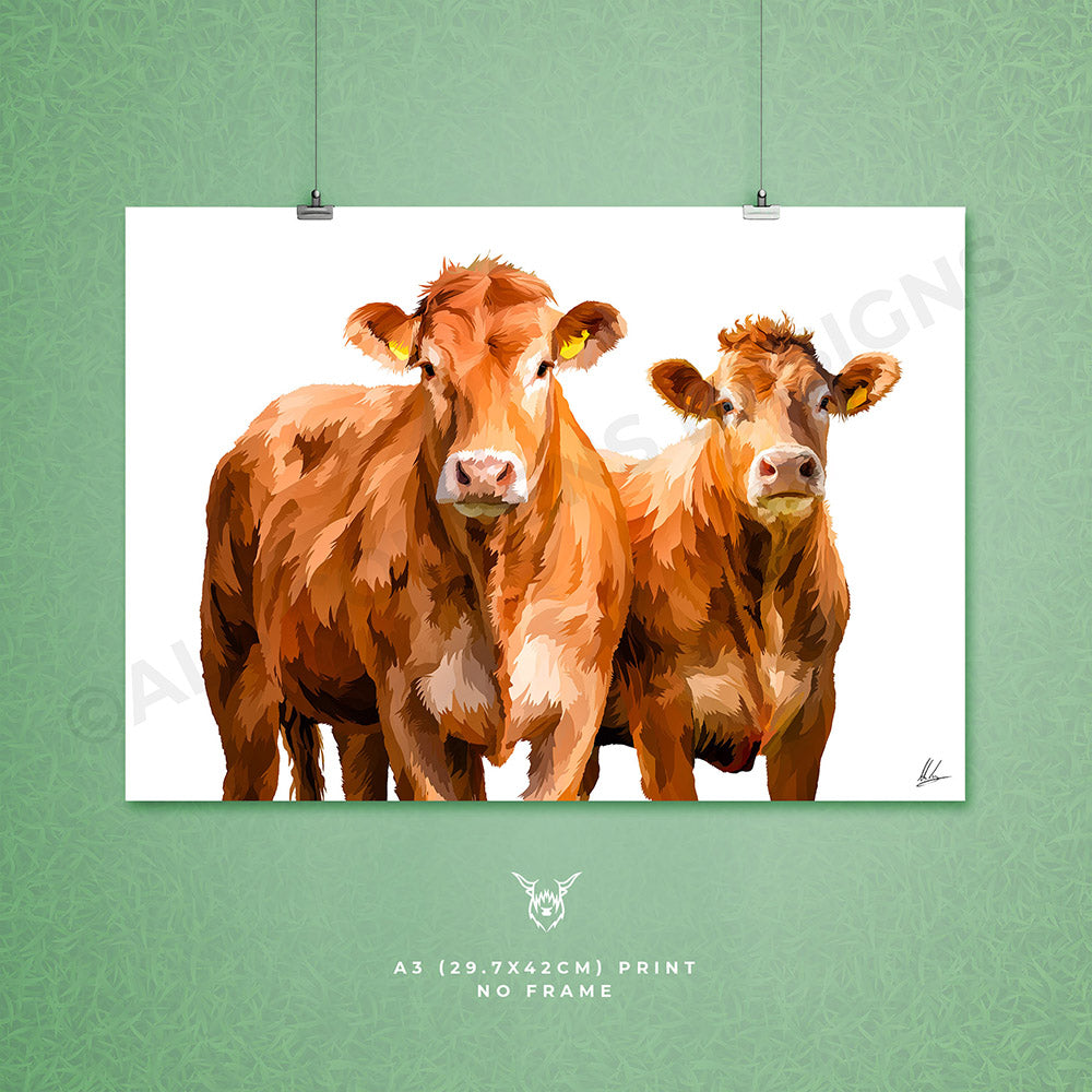 Limousin Cattle