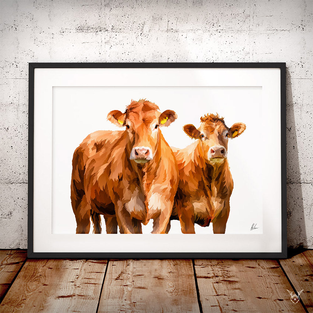 Limousin Cattle