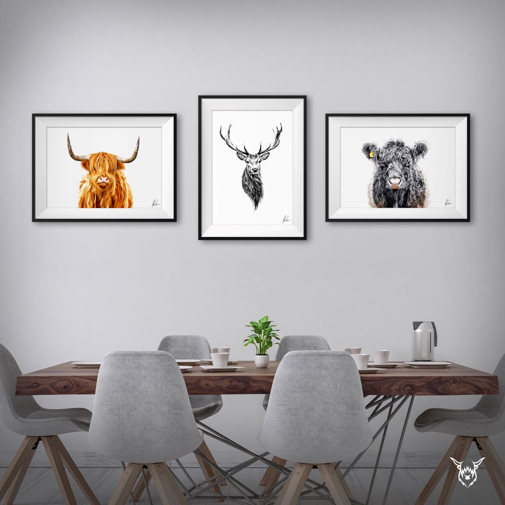 Belted Galloway Cow