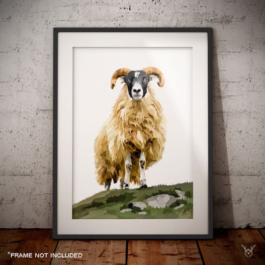 Scottish Blackface Sheep