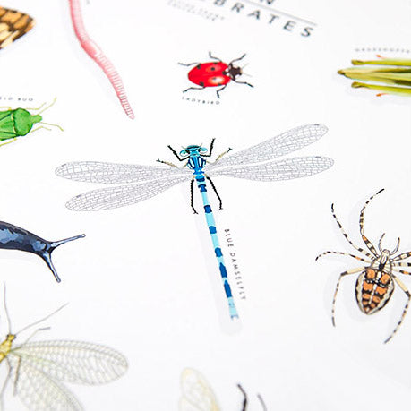 British Garden Insects