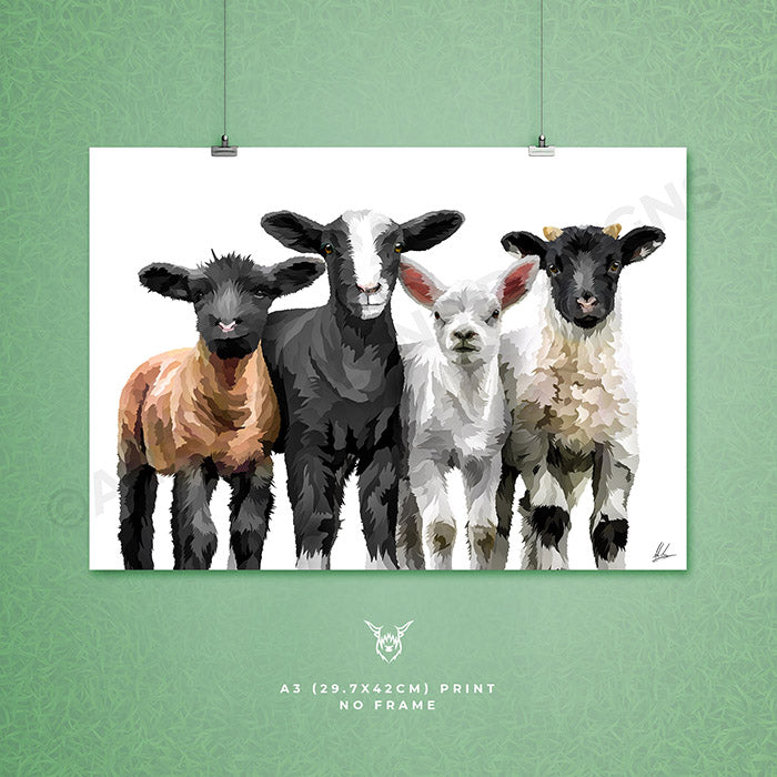 lambs