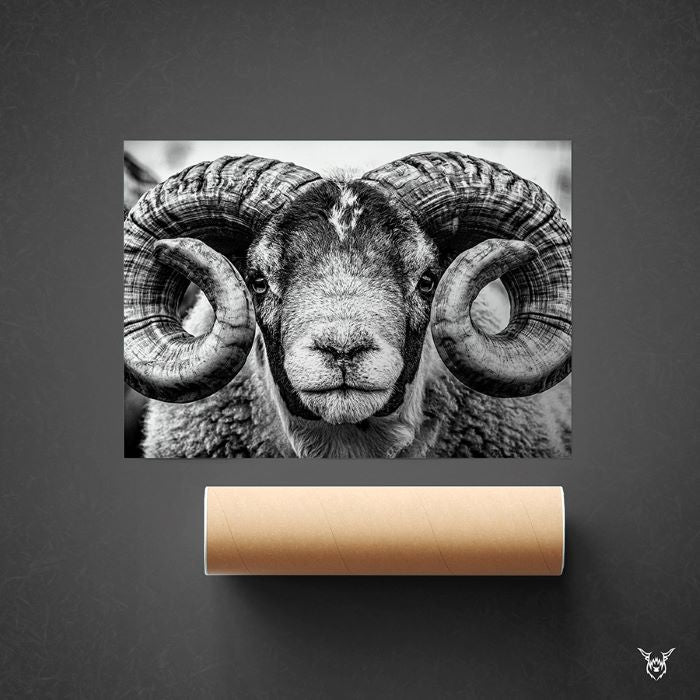Scottish Blackface Ram