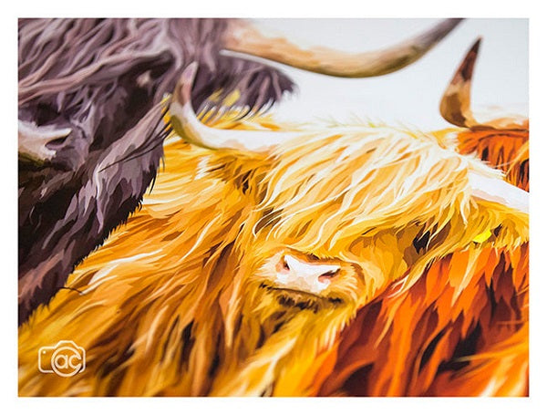 coloured highland cows