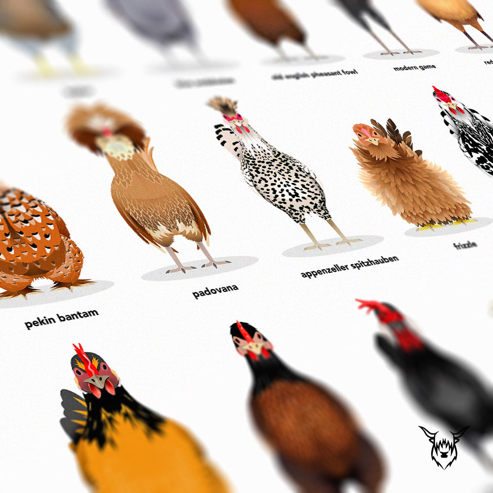 The Ultimate Chicken Breeds Poster