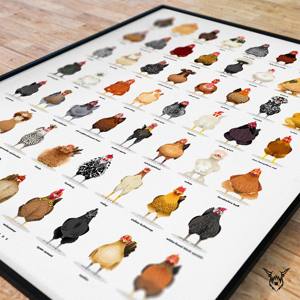 The Ultimate Chicken Breeds Poster