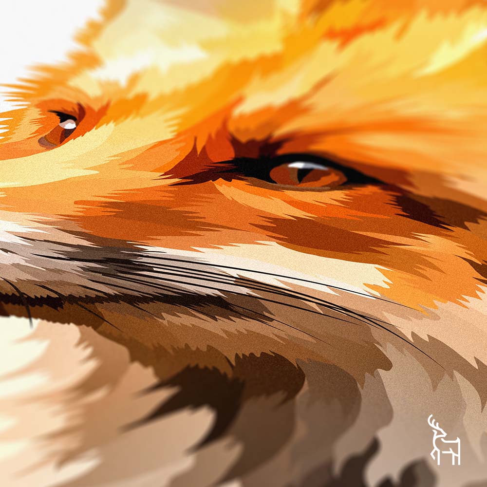 Red Fox