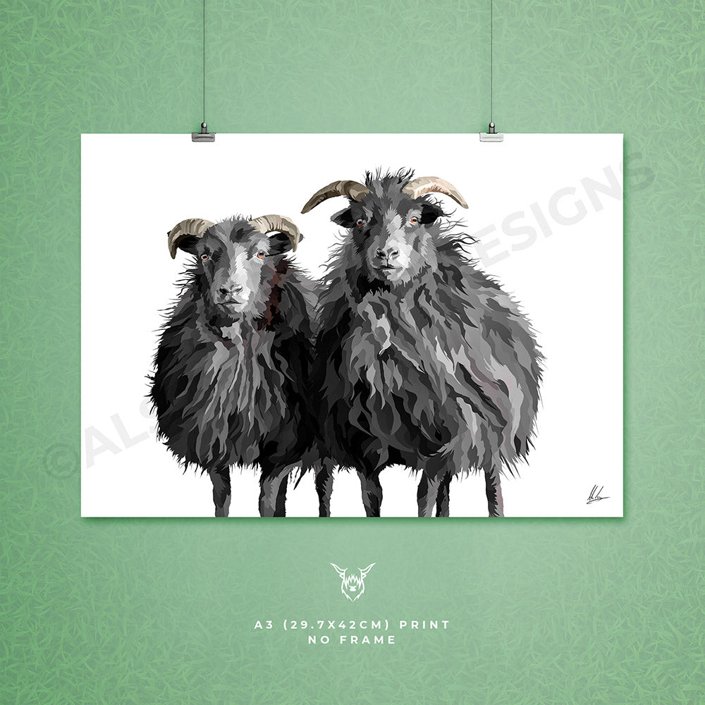 Hebridean Sheep