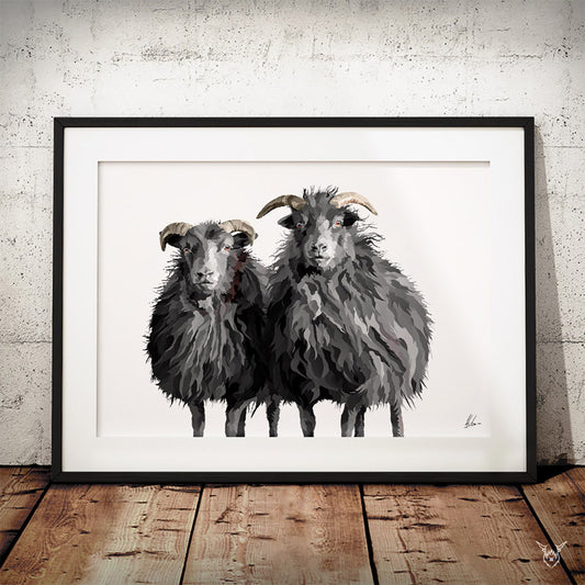 Hebridean Sheep