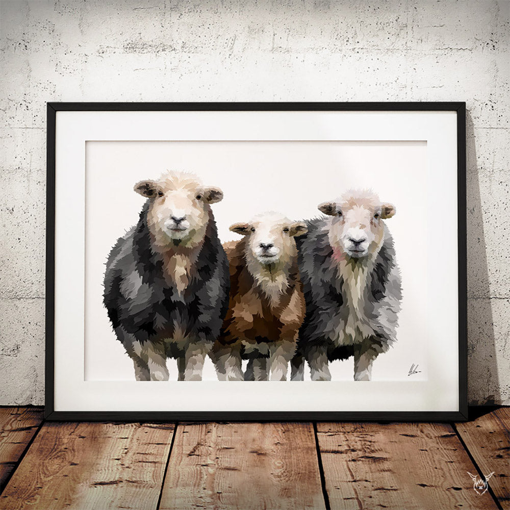 Herdwick Sheep