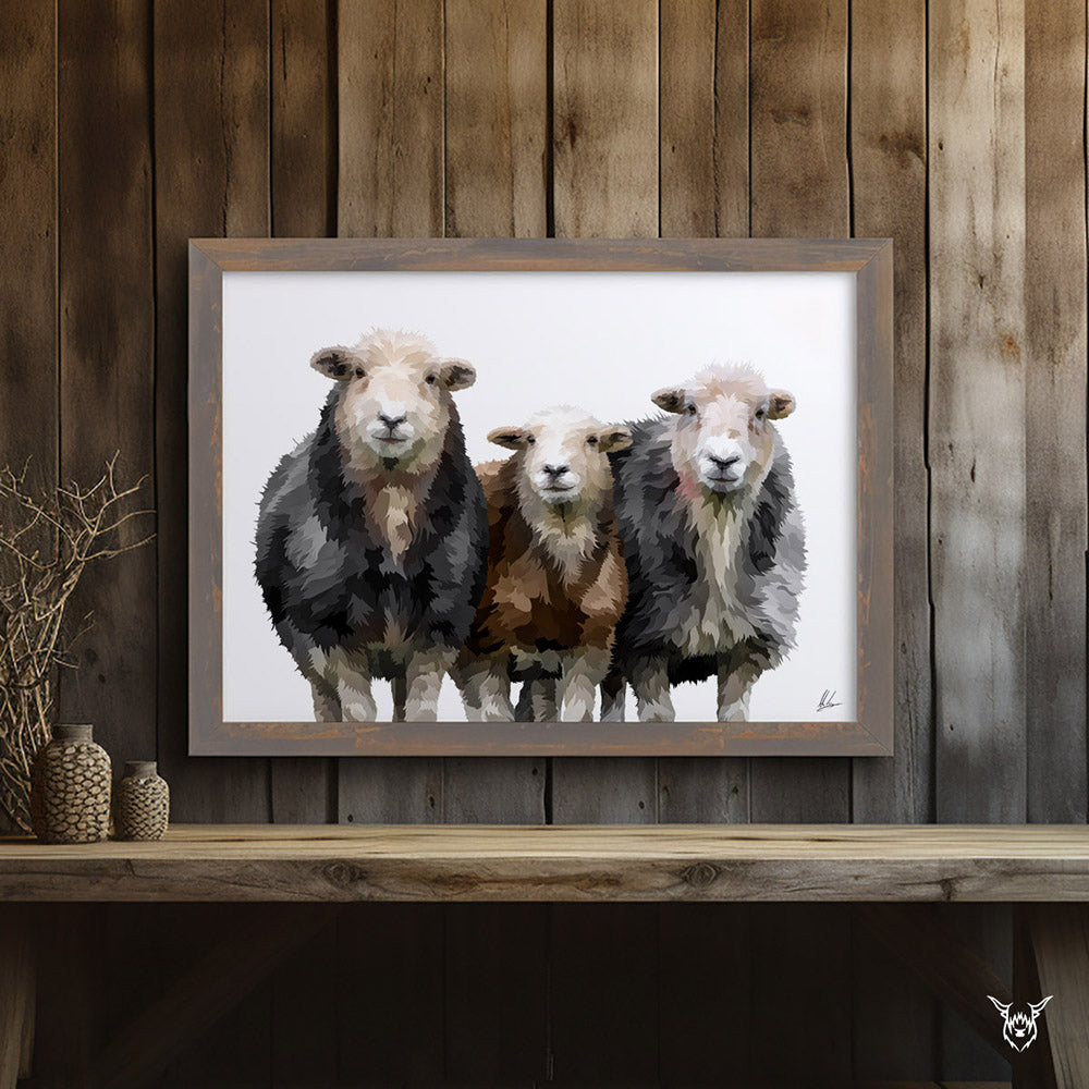 Herdwick Sheep