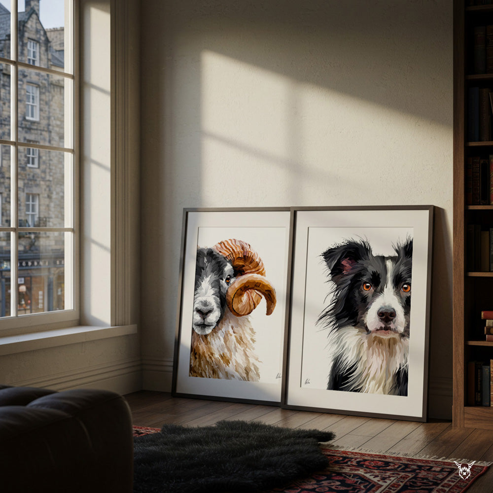 Border Collie