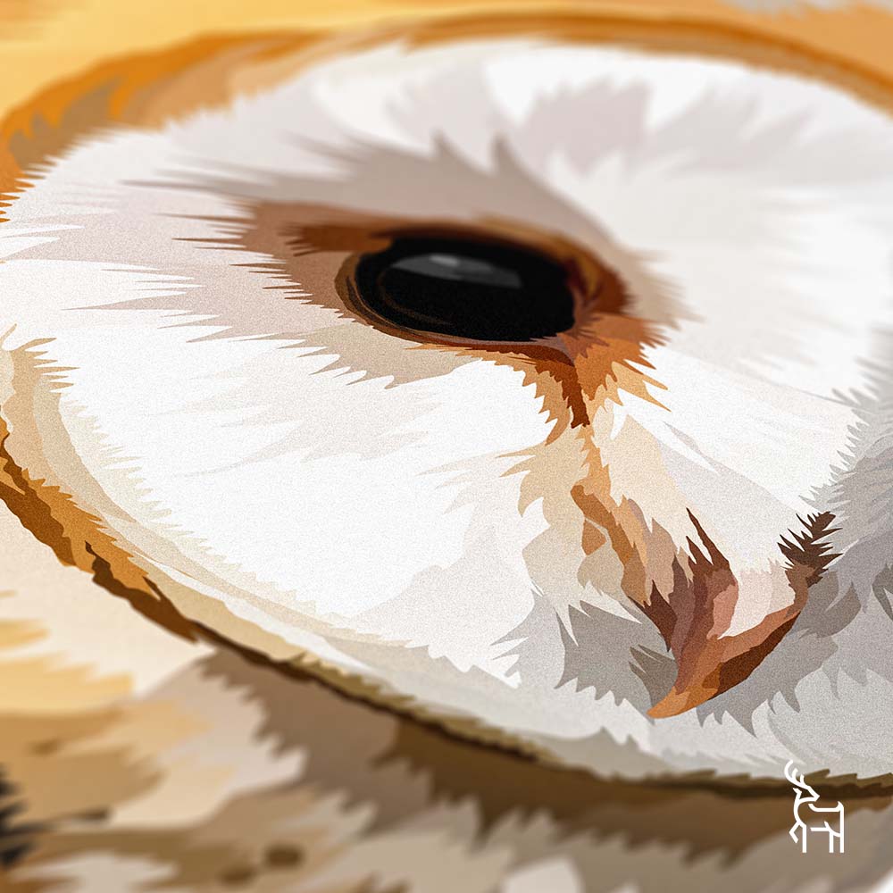 Barn Owl