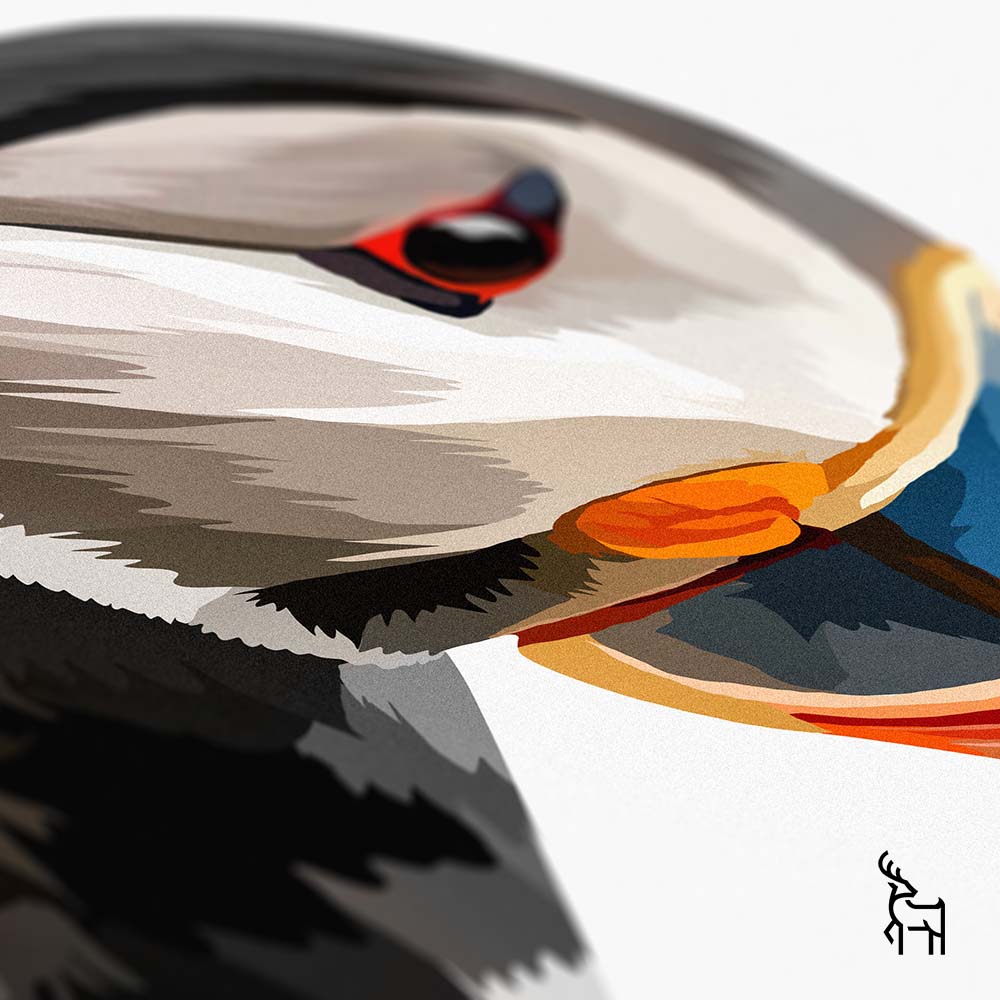 Puffin