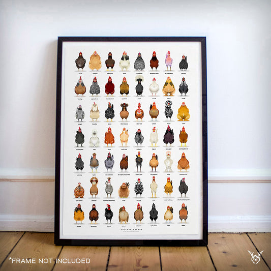 The Ultimate Chicken Breeds Poster