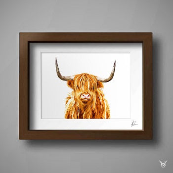 Scottish Cow art